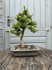 Bonsai südlicher buchsbaum gebraucht kaufen  Erkelenz
