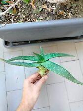 aloe vera pianta usato aloe vera pianta usato San Giorgio a Cremano