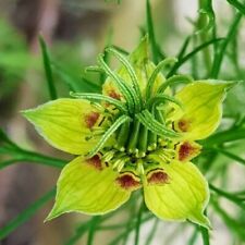 Nigella orientalis transformer for sale  TRURO