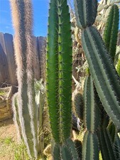 Armatocereus cartwrightianus l for sale  Jurupa Valley