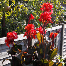 Canna tropicanna black for sale  UK