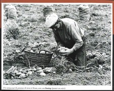 2002 potato picker d'occasion  Expédié en Belgium