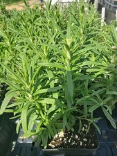 Rosemary live plant for sale  Easton