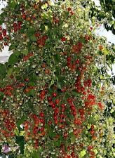 Tomatensamen sorte 100 gebraucht kaufen  Beilngries