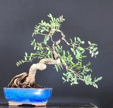 Bonsai pistacchio lentisco usato  Venezia