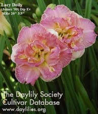 Daylily lacy doily for sale  Mount Pleasant
