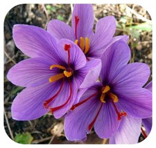 Saffron crocus sativus for sale  LINCOLN