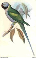 Animaux oiseaux paleornis d'occasion  Fruges