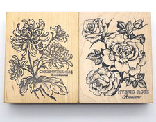 Chrysanthemum roses mounted for sale  Laurel