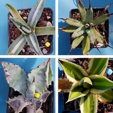 Agave set aloe usato  Roma
