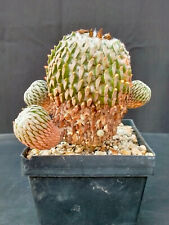 Pelecyphora aselliformis big usato  Casatenovo