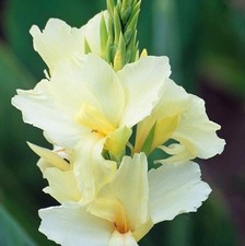 Canna indica vanilla usato  Lunamatrona
