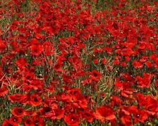 000 seeds english for sale  READING