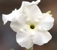 Semi pachypodium eburneum usato  Napoli
