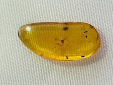 Authentic fossil mosquito for sale  LONDON
