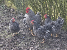 Grosse amrock bruteier gebraucht kaufen  Hildesheim