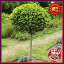 Evergreen sweet bay for sale  UK