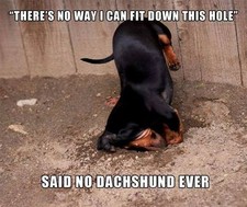 Ímã de geladeira Dachshund 3 1/2x 3 1/2 " comprar usado  Enviando para Brazil