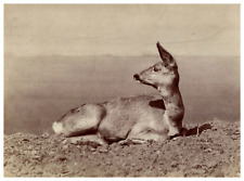 Ottomar anschutz deer d'occasion Ottomar anschutz deer d'occasion  Pagny-sur-Moselle