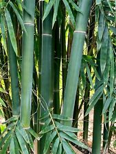 100 emerald bamboo for sale  Ravensdale