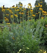 Rudbeckia maxima set for sale  NORWICH