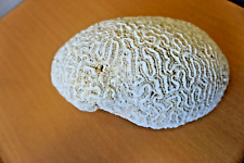 Antique fossilized brain for sale  PETERBOROUGH