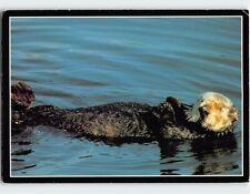 Postcard sea otter for sale  Stevens Point