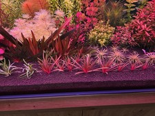 Eriocaulon quinquangulare pfla gebraucht kaufen  Bassenheim Kettig, St.Sebastian