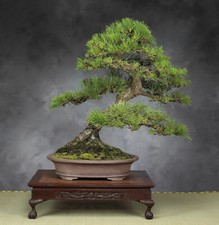 Pinus thunbergii pino usato  Torino