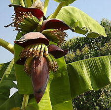 Używany, Thomson's banana - Musa thomsonii - Hardy Banana - 5+ Nasiona - Gx 129 na sprzedaż  Wysyłka do Poland