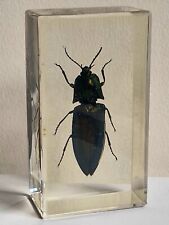 Fire beetle. bugs for sale  ST. ALBANS
