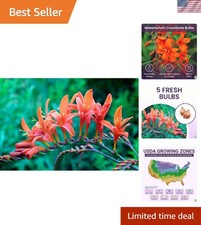 Masoniorum crocosmia bulbs for sale  Summerville