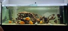 Xxxl aquarium metallgestell gebraucht kaufen  Berlin
