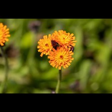 Hieracium aurantiacum rangerot gebraucht kaufen  Deutschland