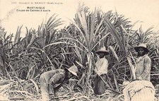 Martinique coup canes d'occasion  Expédié en Belgium