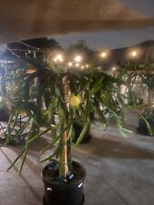 Dragon fruit cuttings for sale  Covina