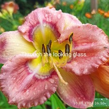 Taglilie hemerocallis through gebraucht kaufen  Hesel