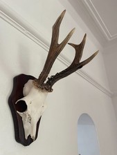 Pointy antlers roe for sale  SOUTHEND-ON-SEA