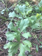 Live white oak for sale  Tatum
