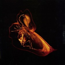 Bola / Gnayse 2004 UK Original 2LP Vinyl Skam Records SKALP015 comprar usado  Enviando para Brazil