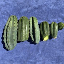 cactus cuttings for sale cactus cuttings for sale Norwalk