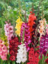 Gladiolus flower bulbs for sale  Saint Peters