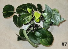 Pothos package plants for sale  Chowchilla