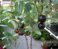 Hansens bush cherry for sale  Weyauwega