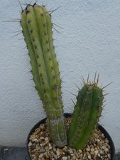 Tri macrogonus shown for sale  PLYMOUTH