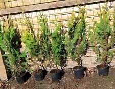Stück thuja aurescens gebraucht kaufen  Großefehn