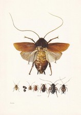 1960 oriental cockroach for sale  BIDEFORD