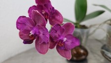 Taiwan rchidee phalaenopsis gebraucht kaufen  Seligenstadt