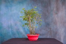 bonsai tree forest for sale bonsai tree forest for sale North Fort Myers