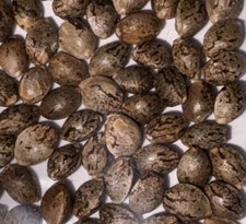 Hemp seeds planting for sale  Fabius